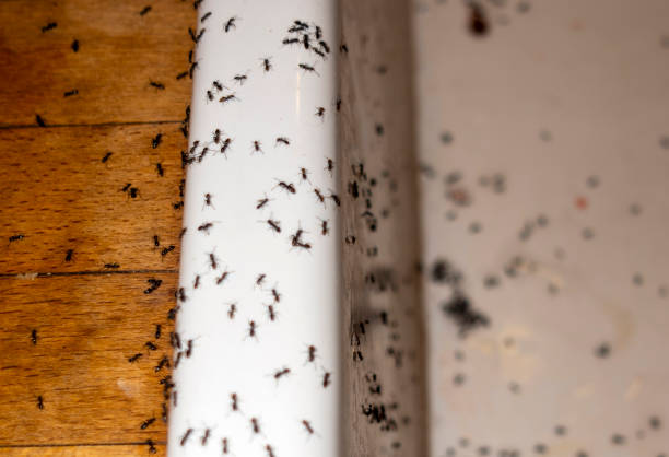 Best Pest Prevention Services  in North York, PA